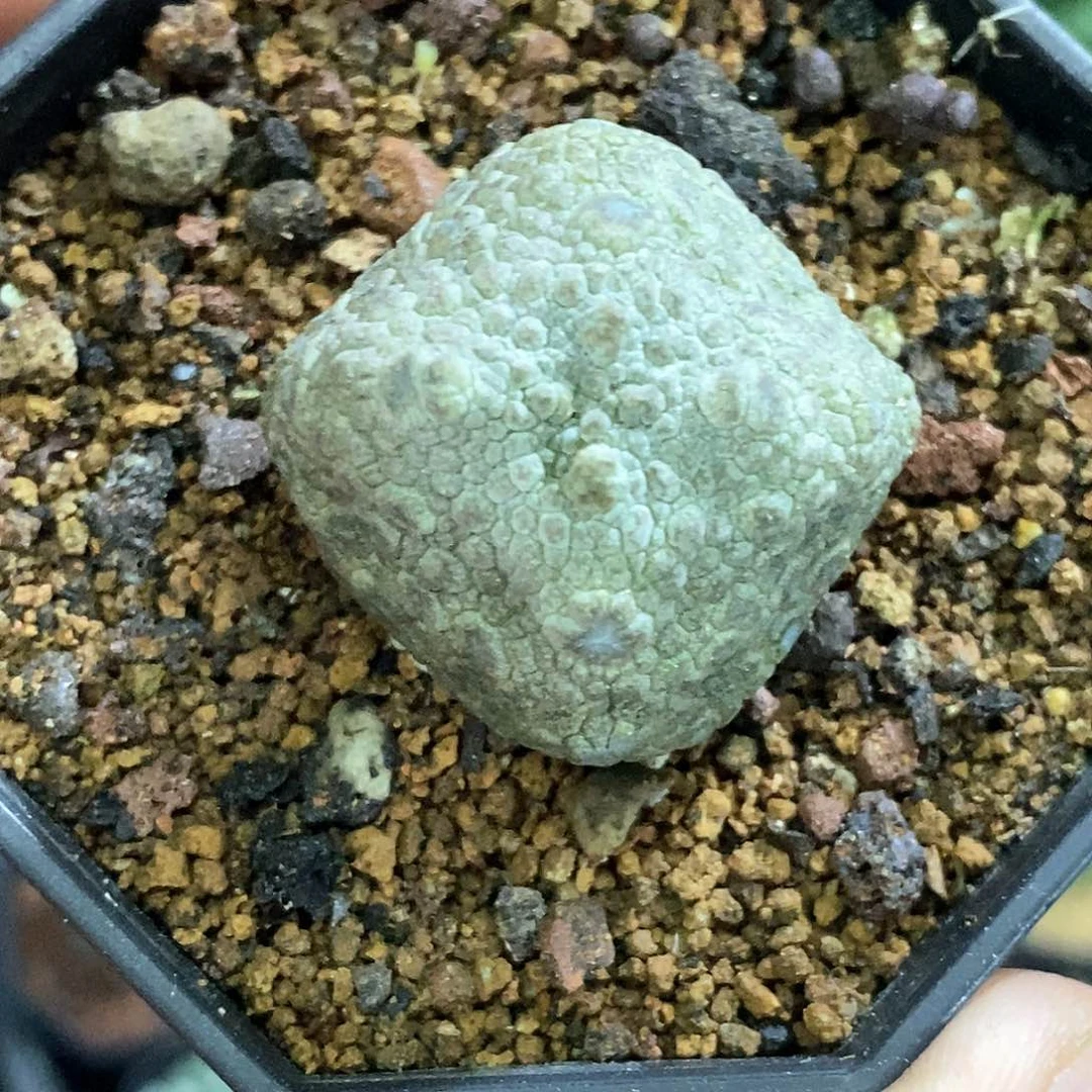 孤品实生特选株四方凝蹄玉3cm