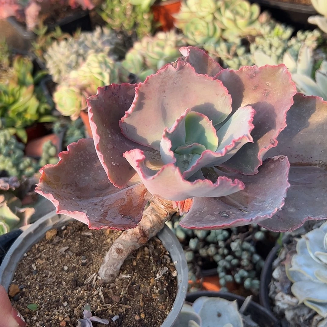 多肉植物蓝色妖姬