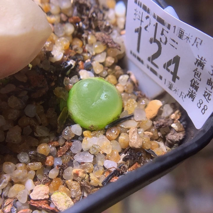 精品生石花215.124