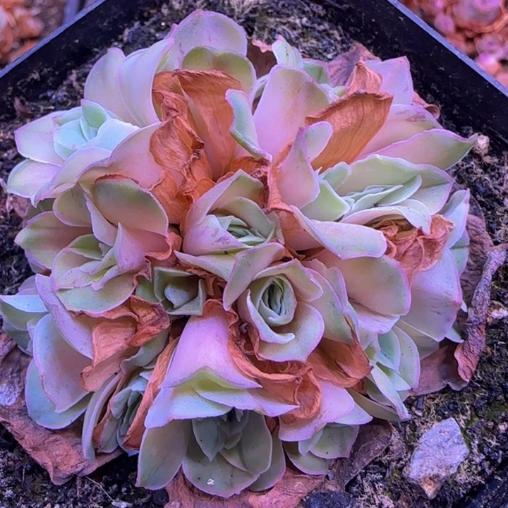 冰系列花球1242424242424243