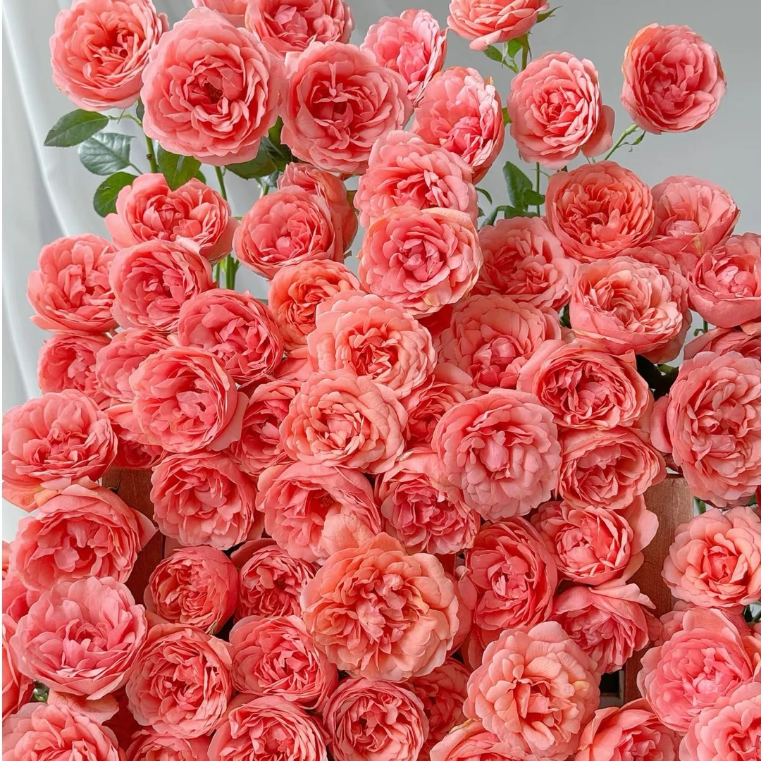 不包邮2单起发【桃红果汁玫瑰链接】鲜切花美观养护