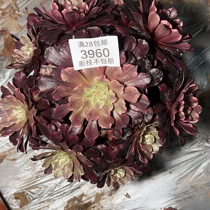 3960水墨画变异多肉植物