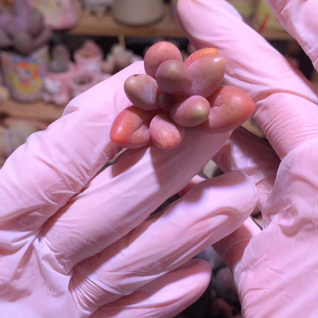 糖果奶酪多肉糖果奶