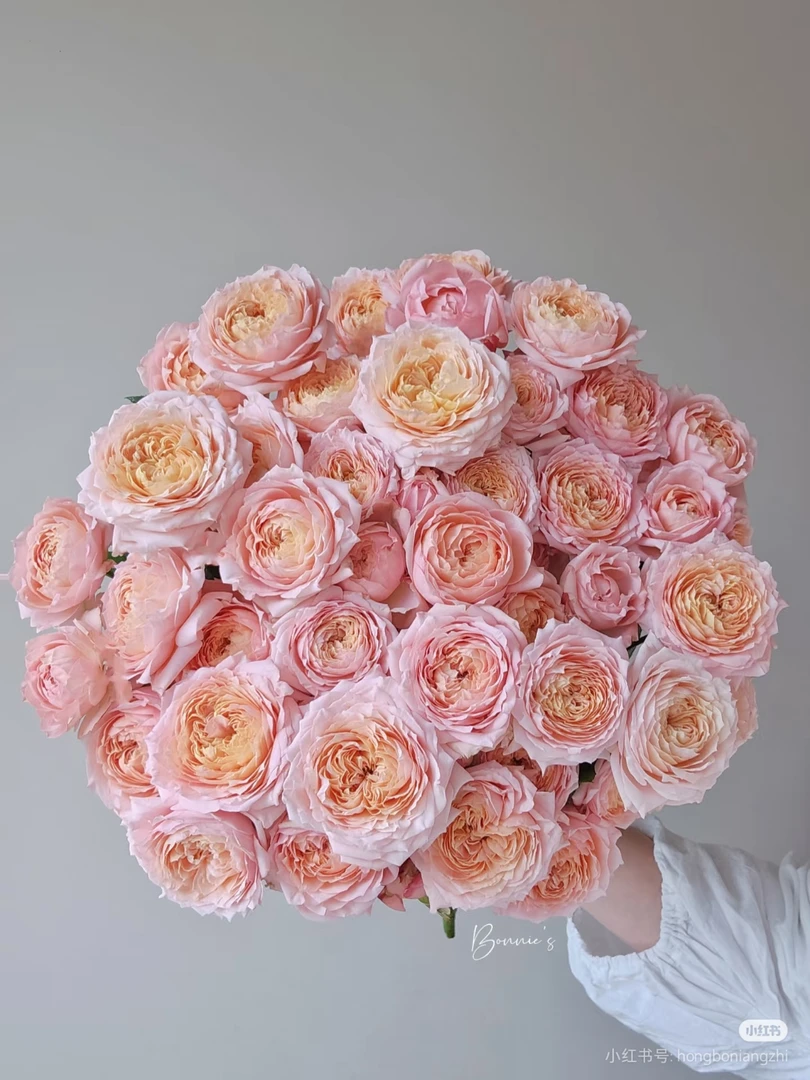 变异朱丽叶塔10支 两单包邮一单或低温不拍保温冻坏不售后