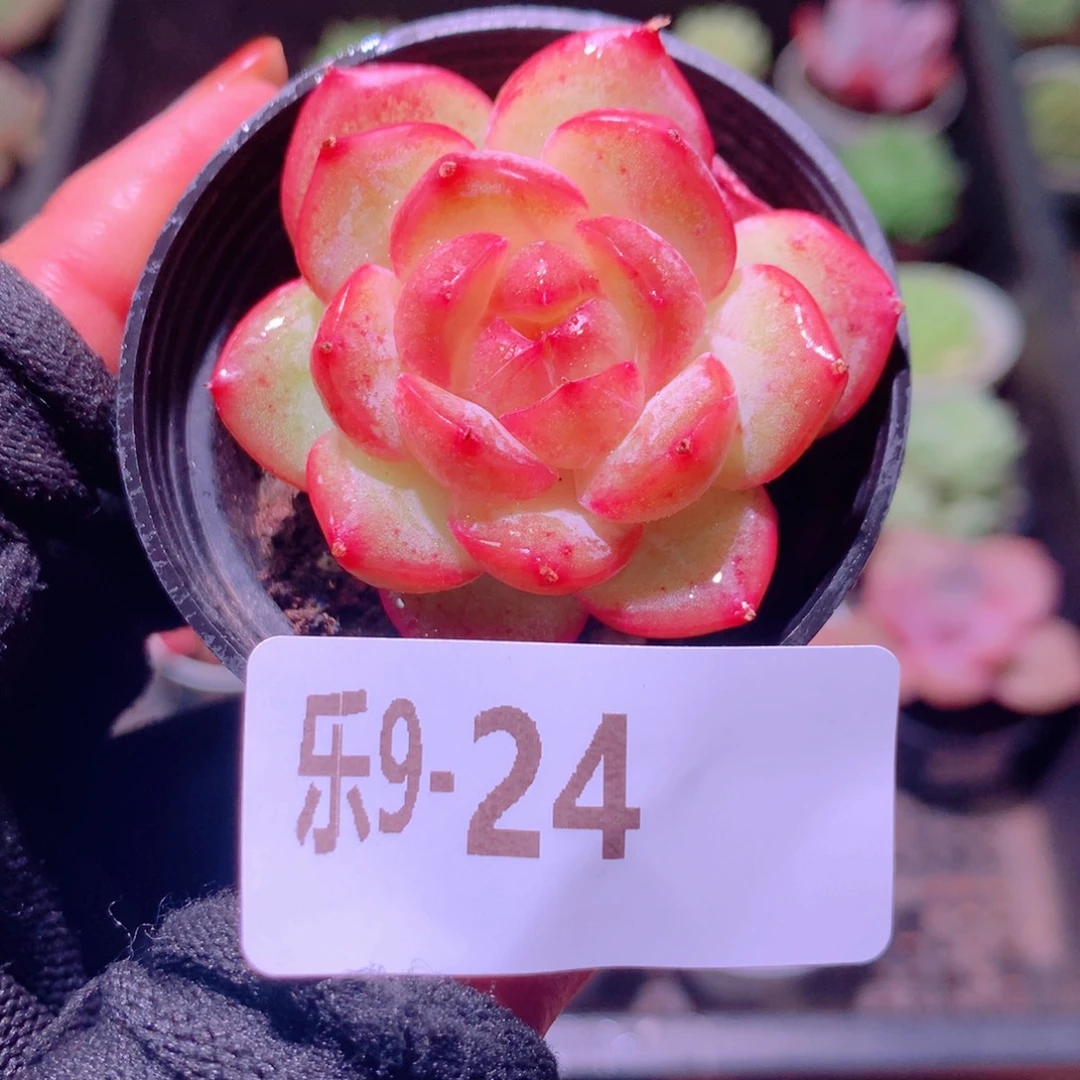 乐然 9-24 朝露珍妮