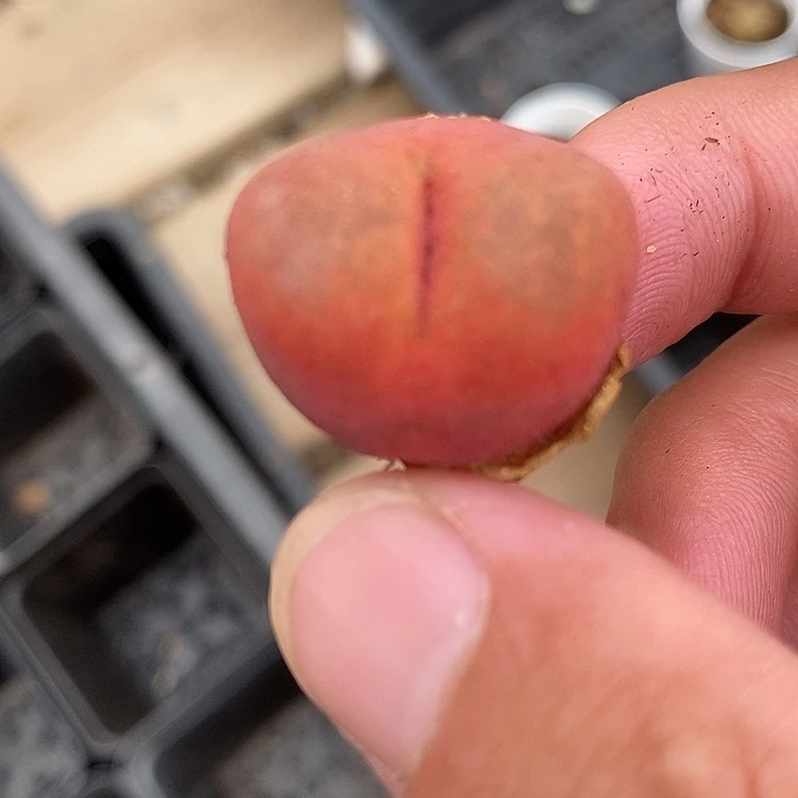 3084一颗一颗一颗