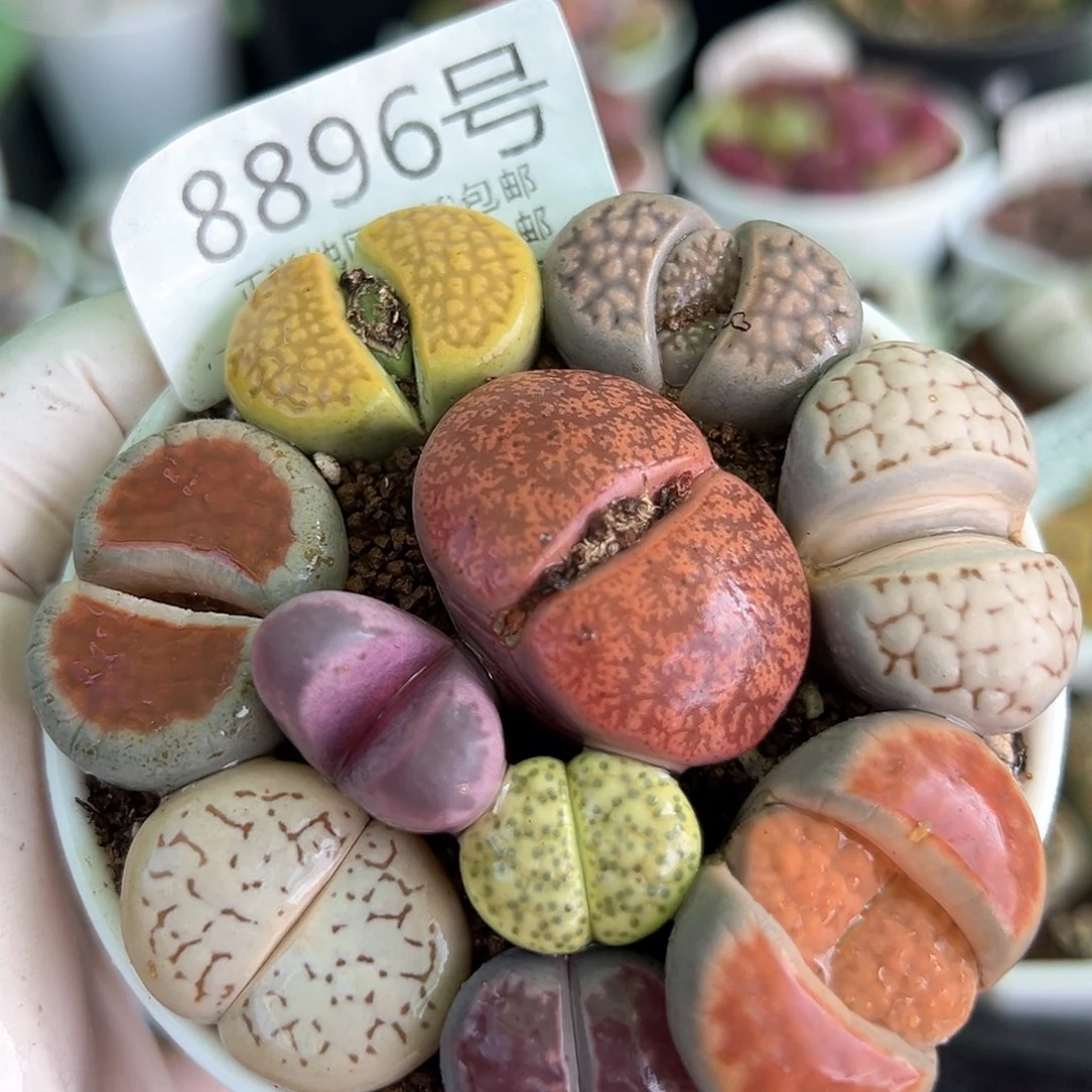 好养易活生石花大母本8896