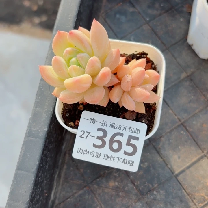 不知名多肉无盆土发货