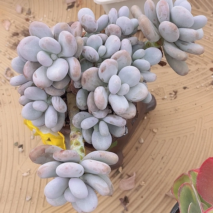 奶酪2668多肉植物