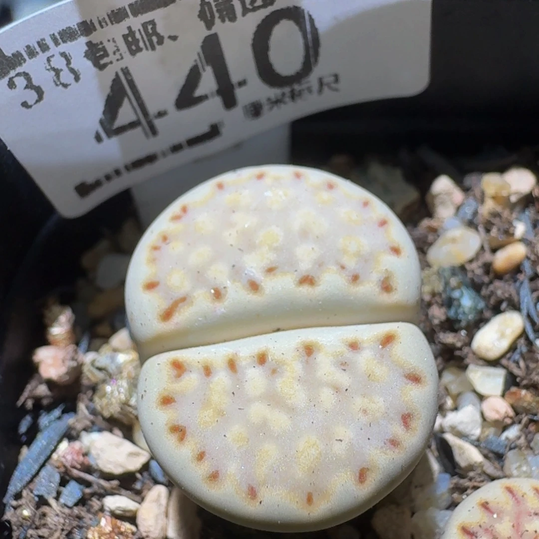 Ssss精品生石花440