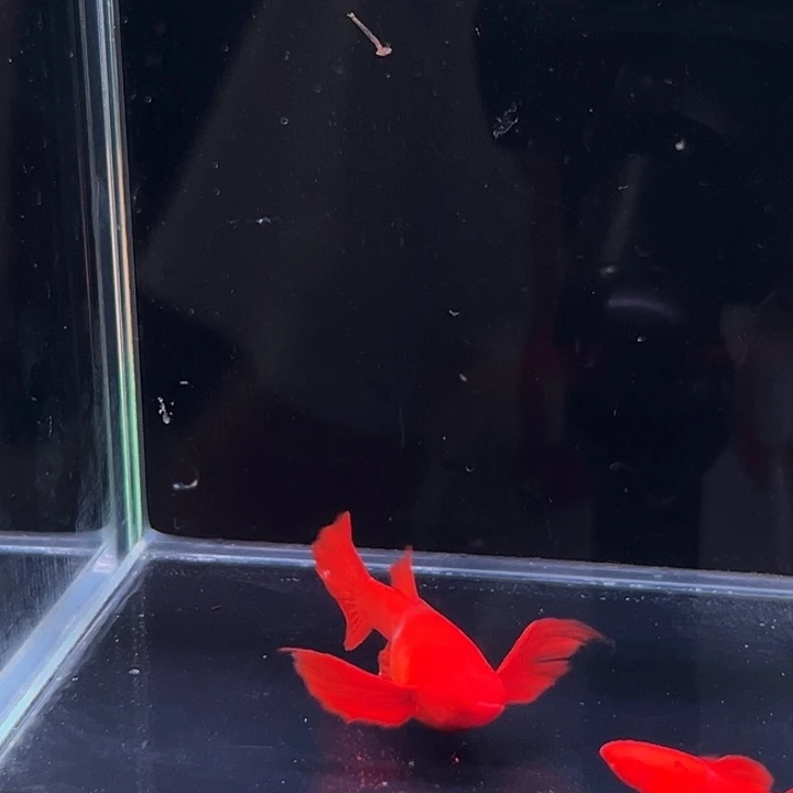 孔雀鱼精品越系通背战船1对