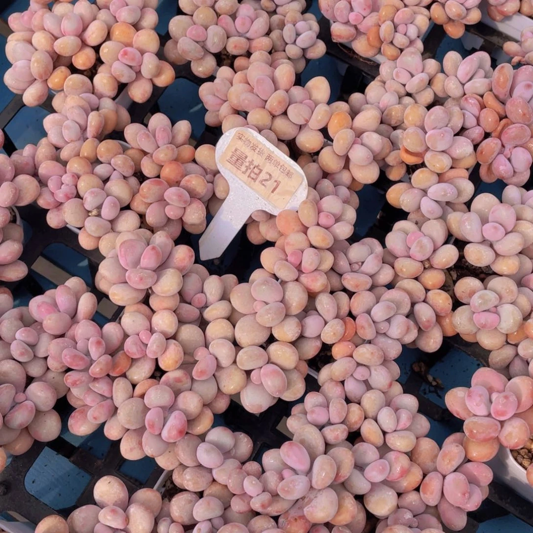 量拍21号丸叶粉桃蛋组合八头起