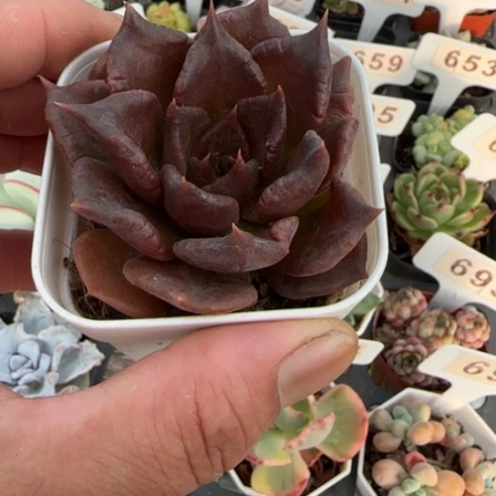 656黑饺子皮一物一拍多肉