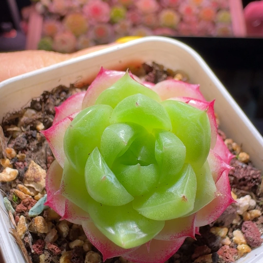 麦秆哈哈哈哈哈哈