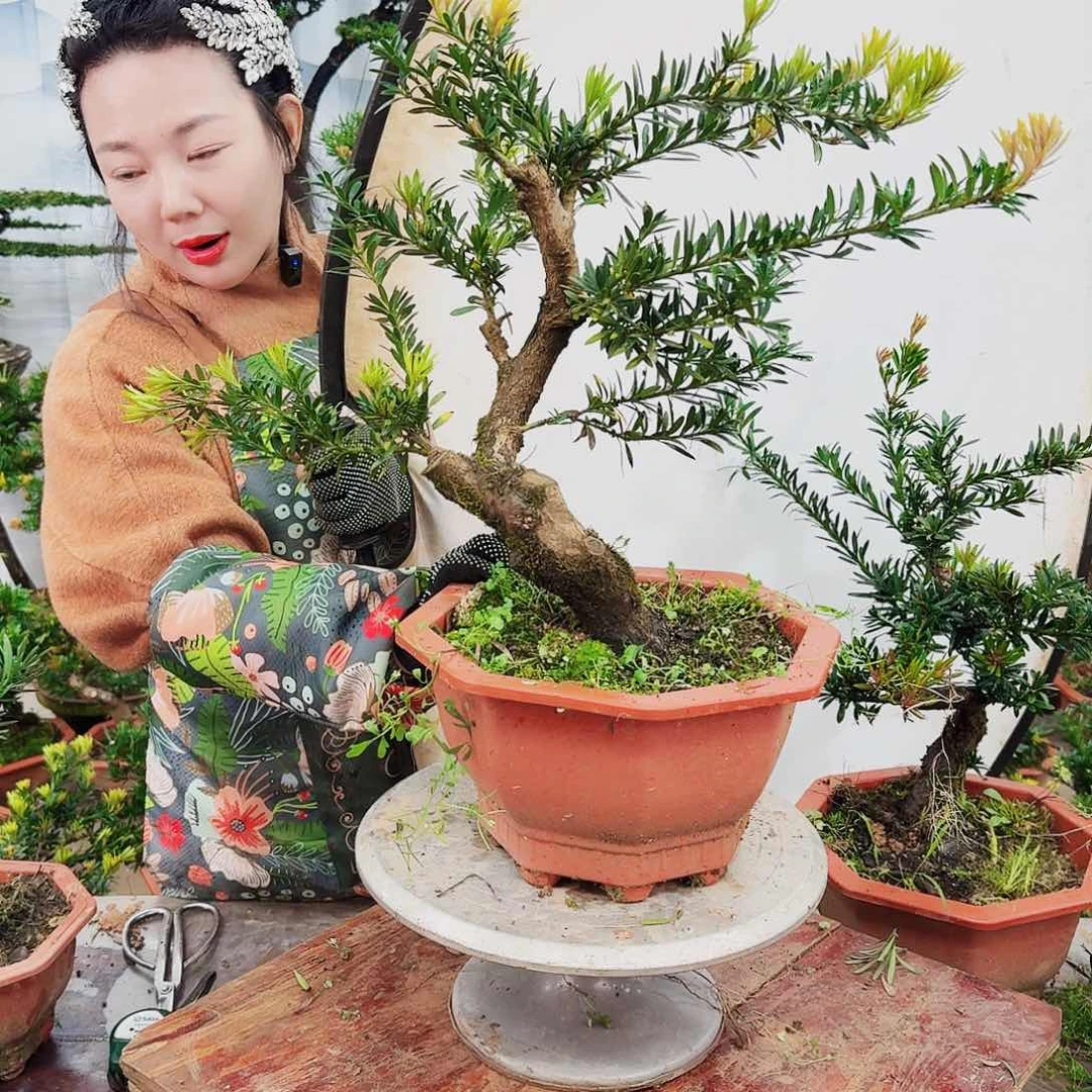 盆景罗汉松一物一拍