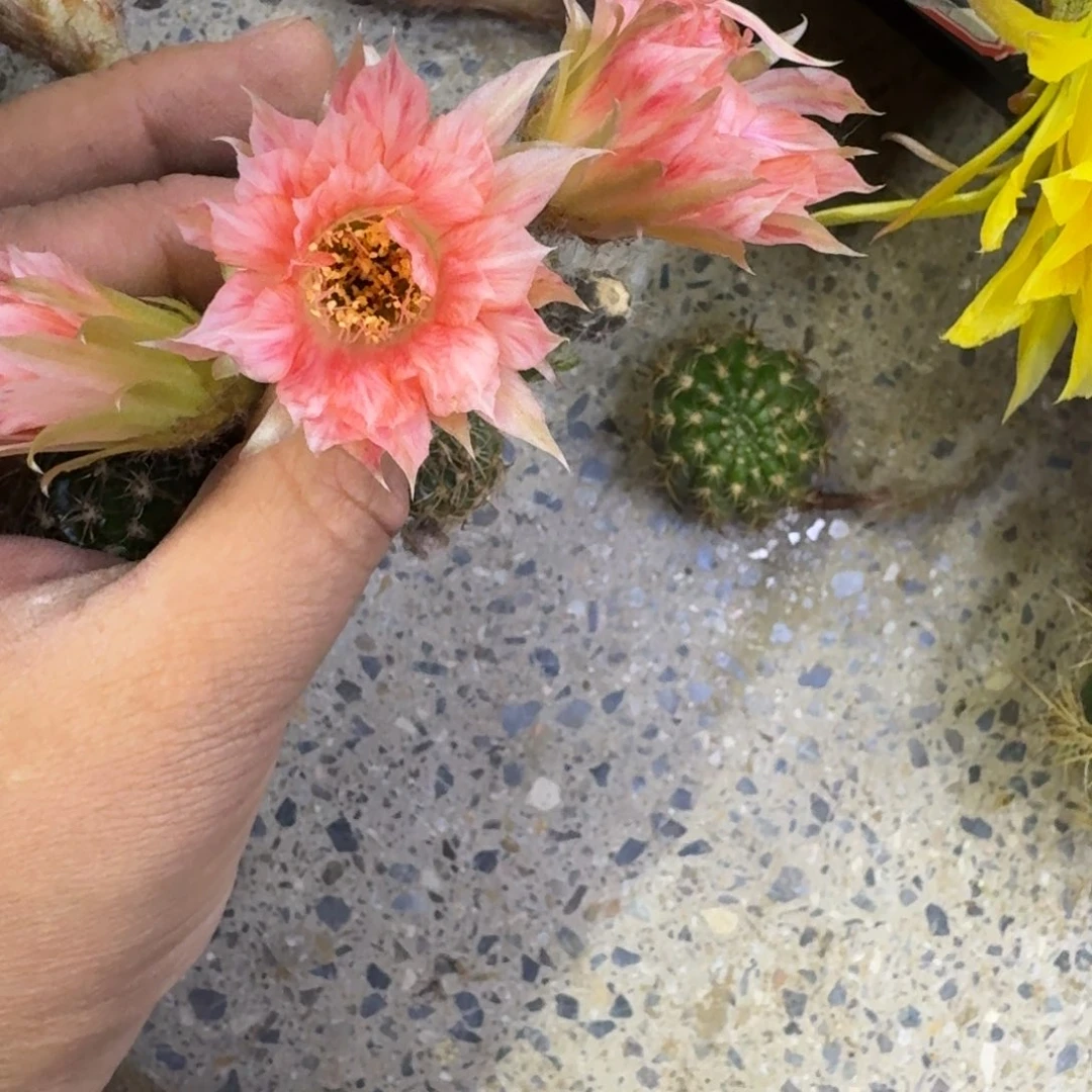 353丽花老丽85歪无根侧牙3公分左右，20包邮