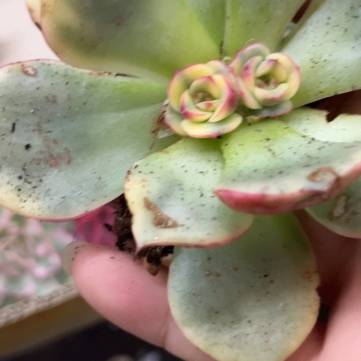 1952斗牛士腹轮锦炸多肉植物哇啦塞