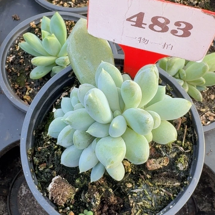 胖体哥特好多头 483