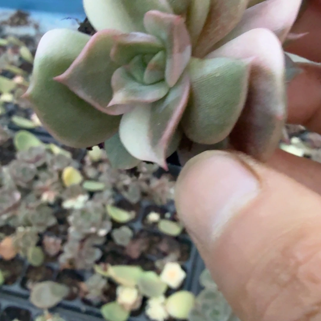 贝加尔湖锦多肉锦