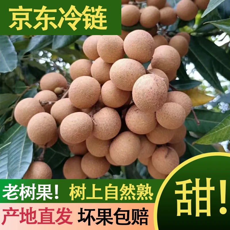 【京东冷链快递】福建原产地直发正宗储良龙眼新鲜水果现摘现发纯甜