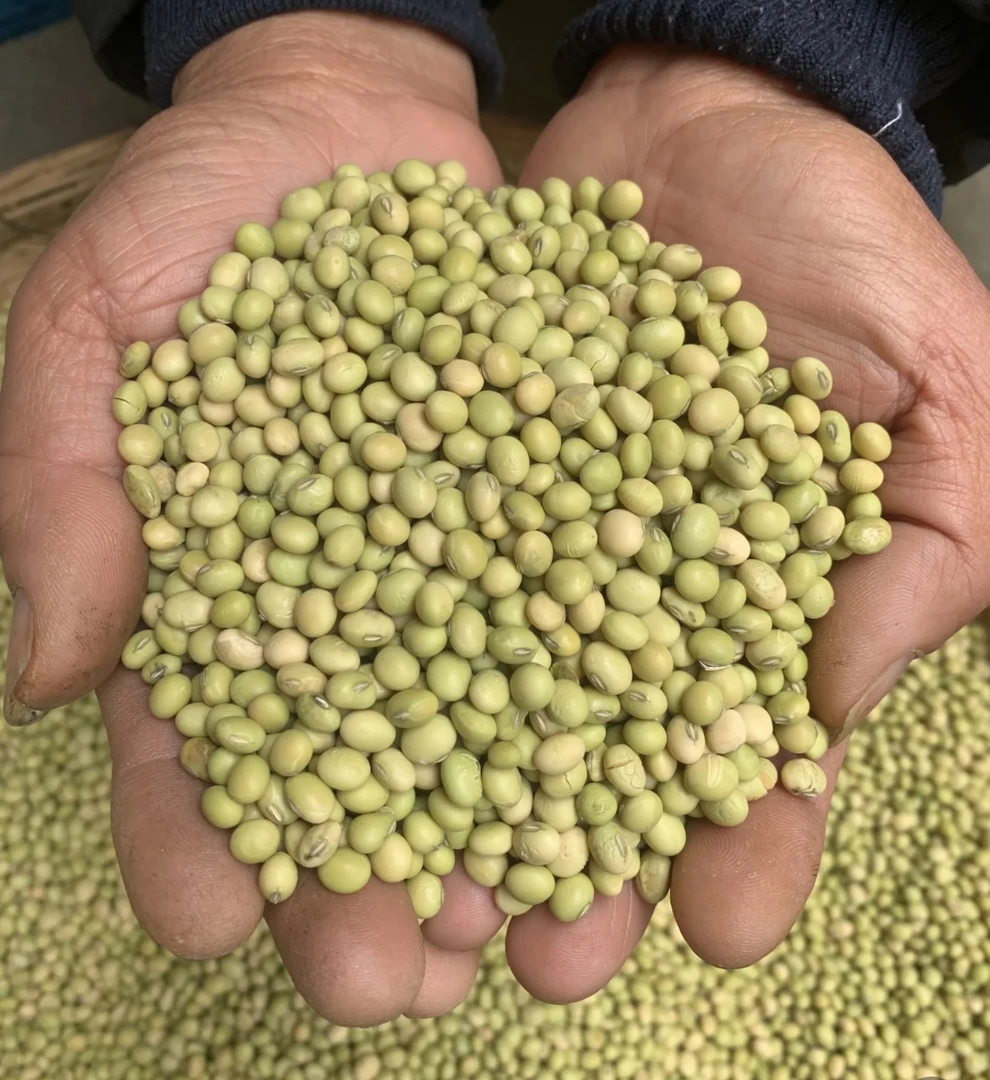 广西大山土货小粒新绿皮黄豆农家老品种深山种植豆味浓郁