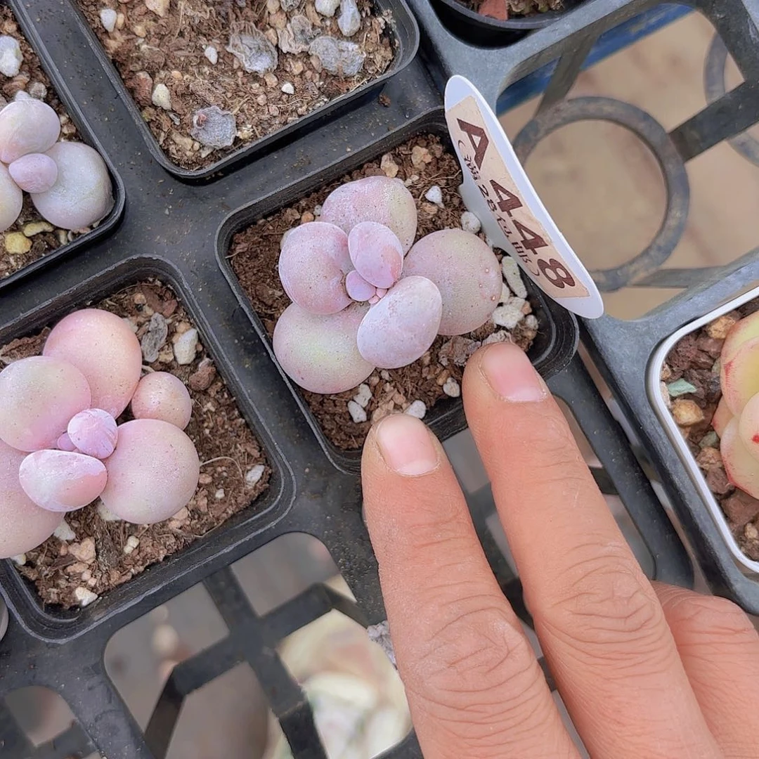 A448奶酪一物一拍