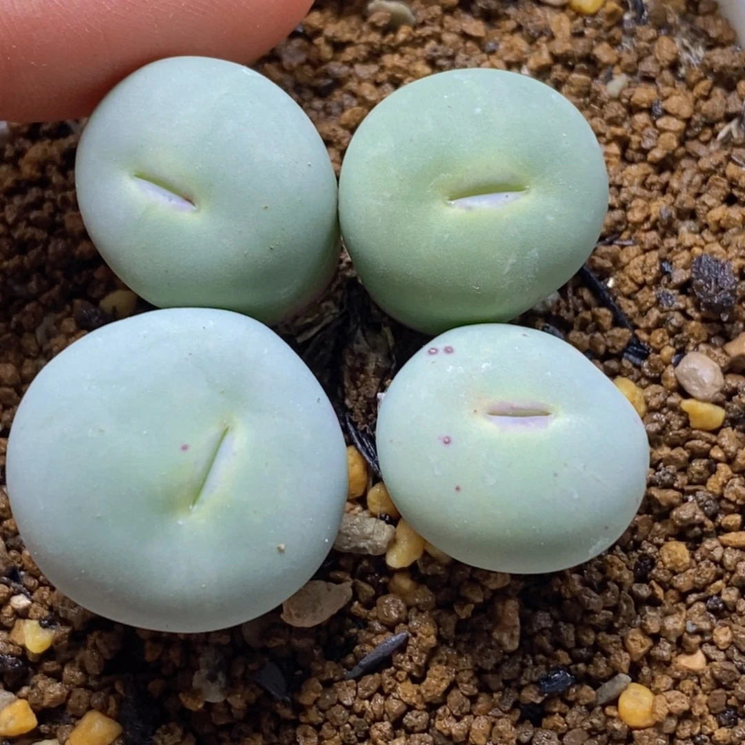 四头大型四头大型嘴