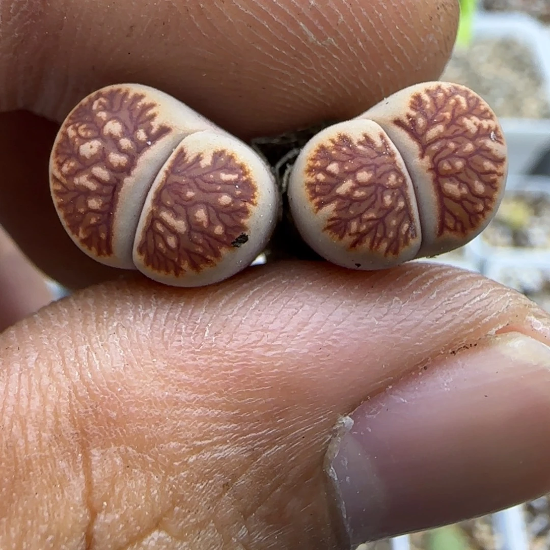 792 生石花大棚直播