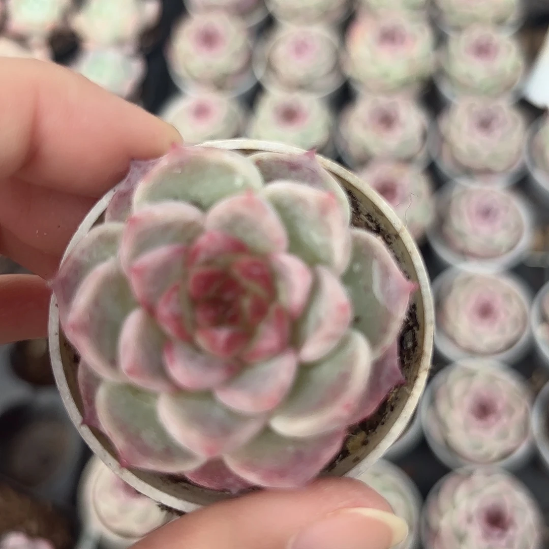 精品天鹅绒多肉植物
