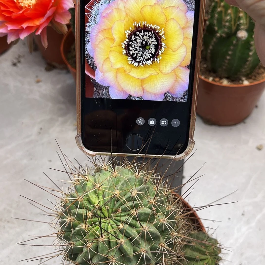 黑喉仙人球盲拍花色