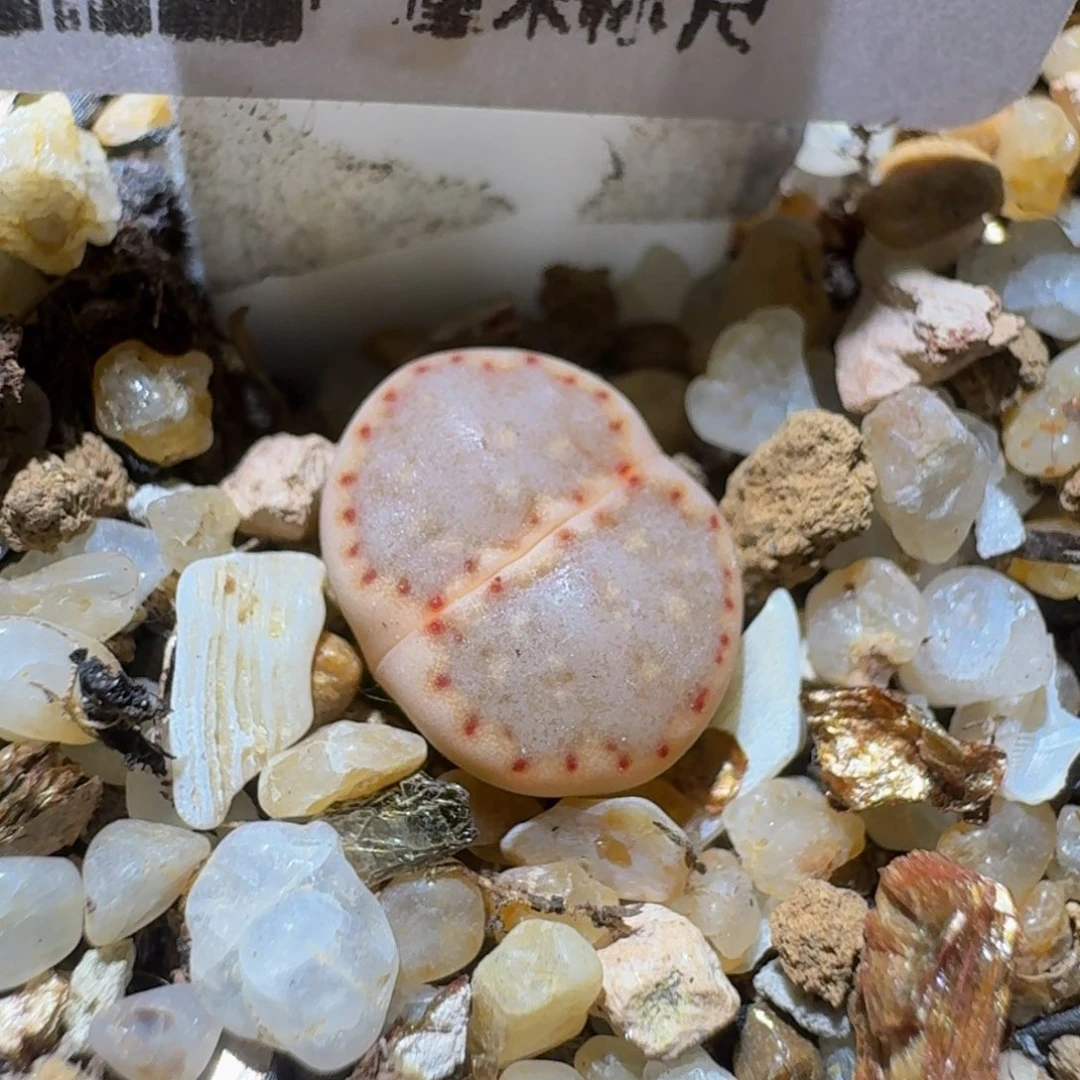 绝绝绝子生石花我476