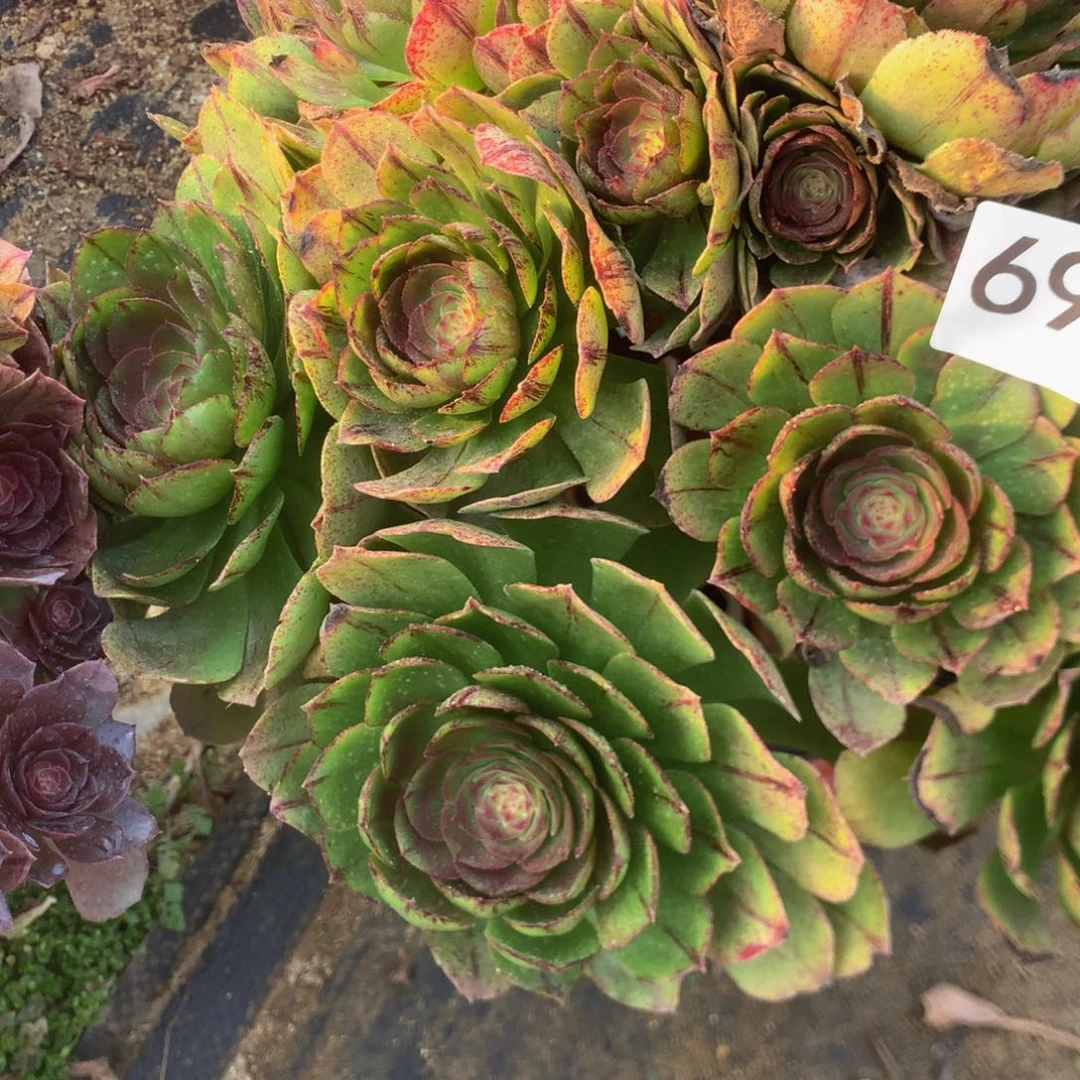 筱**。690万拉丝多肉植物