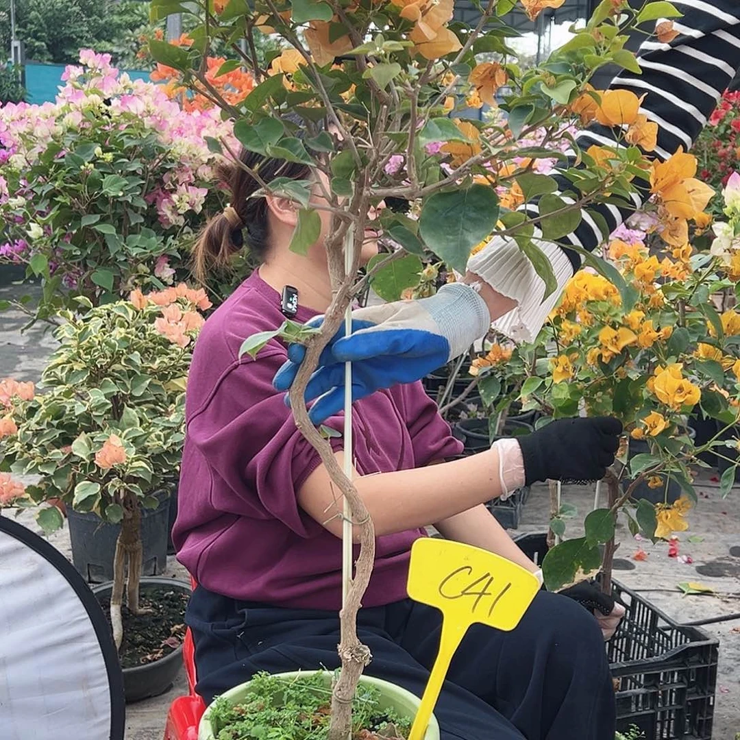 建***华大部分花苞少量开放C41金色光辉