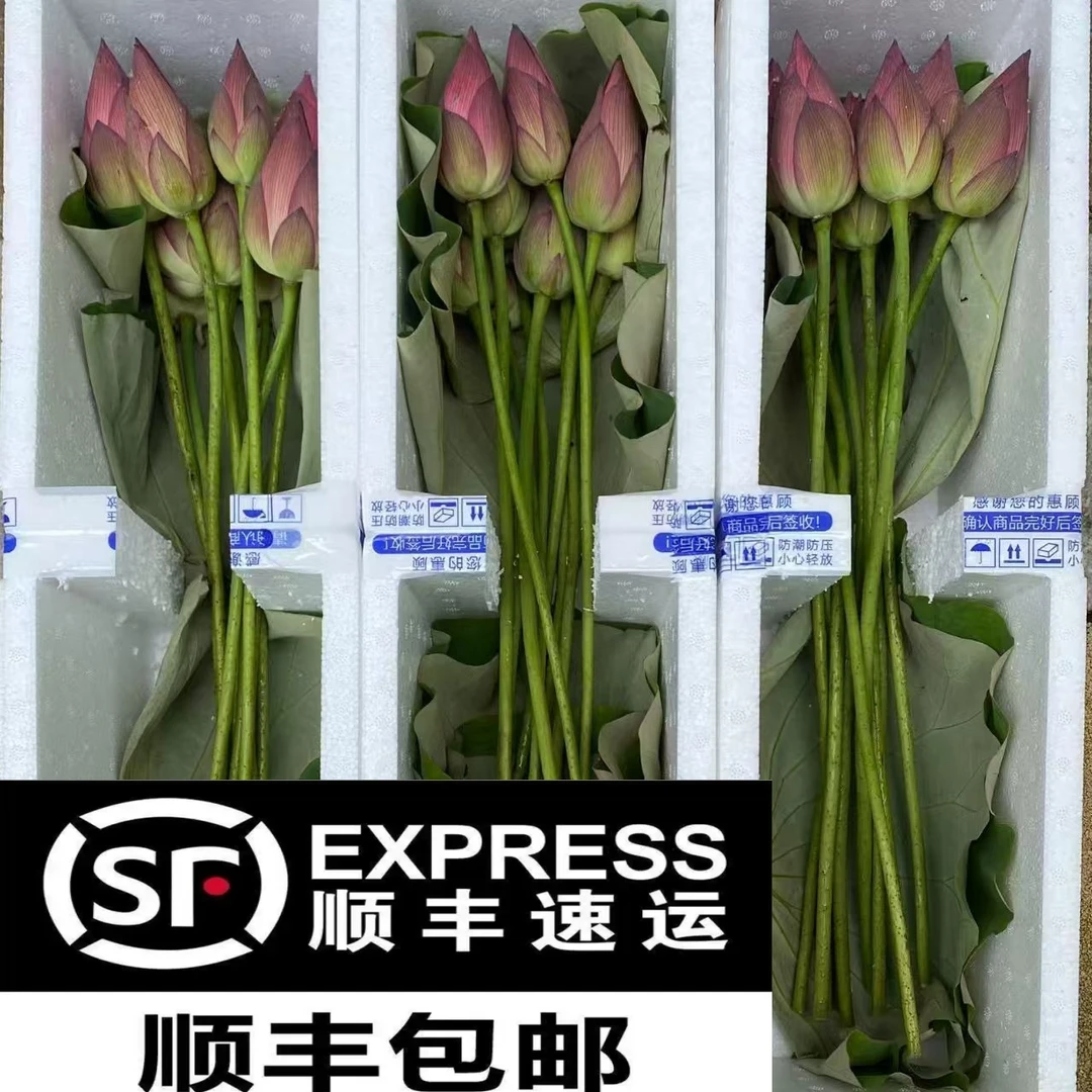 新鲜荷花苞鲜花鲜切花花材供佛观赏泡茶真鲜花可自制干花