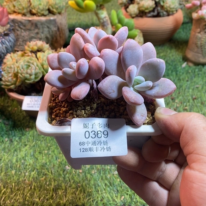 0369啊啊啊啊啊啊啊啊啊