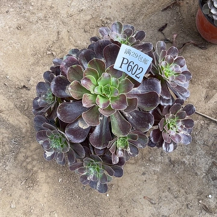 602欧若拉多肉植物