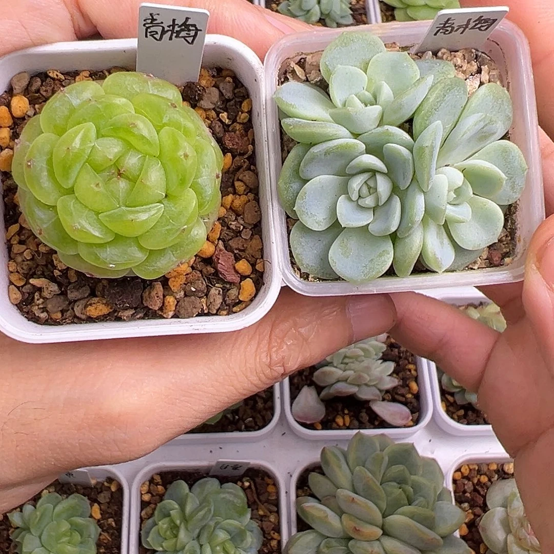 青梅 准备模特 出右边三头