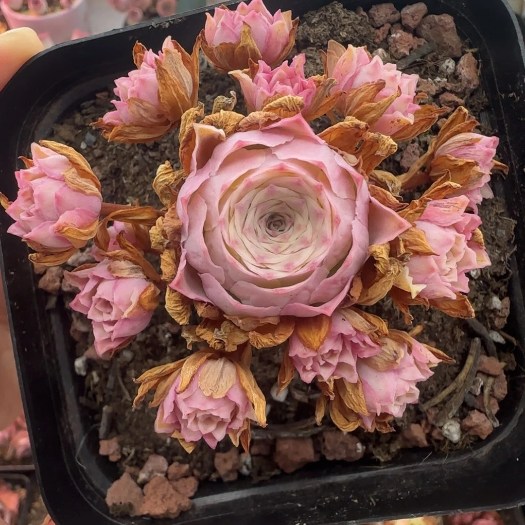 L150半城玫瑰秋夕锦