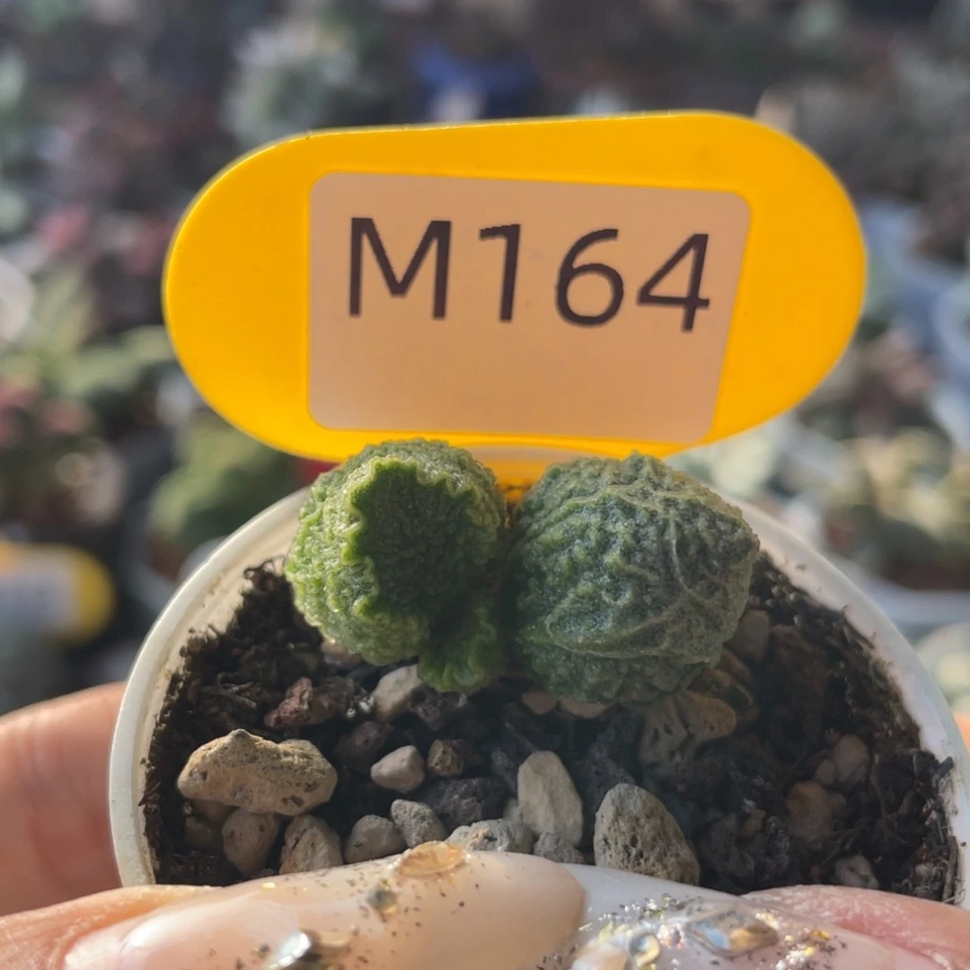 佛****2   实生。M164。