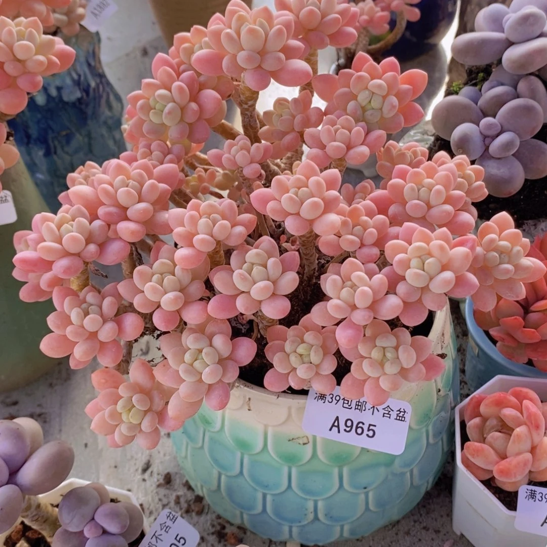 鱼子酱老桩16cm965多肉植物