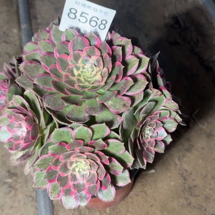 8568粉花妖多肉植物