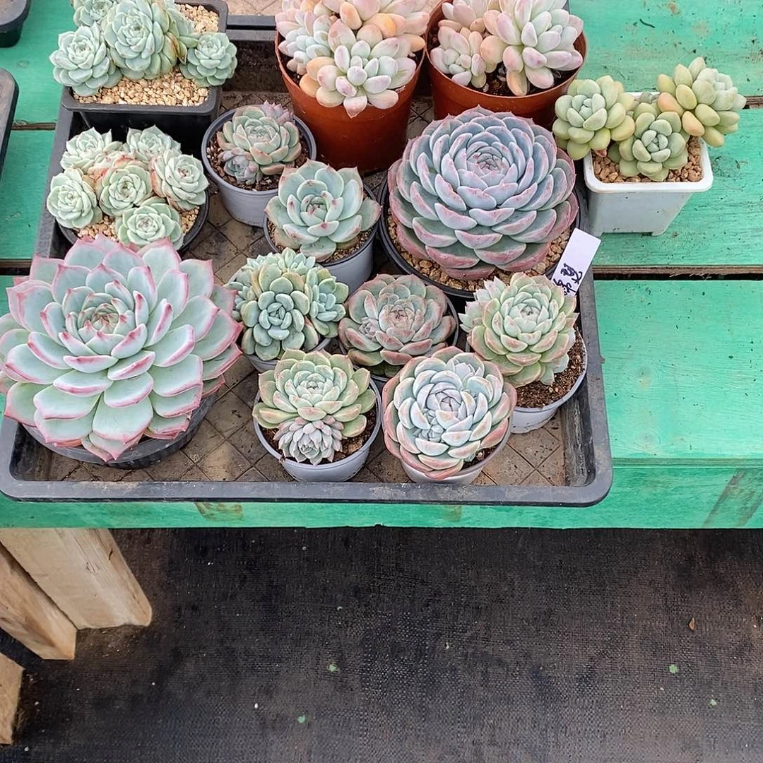 锦***涩14颗。 寄养。