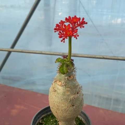 佛肚海堂5仙人球