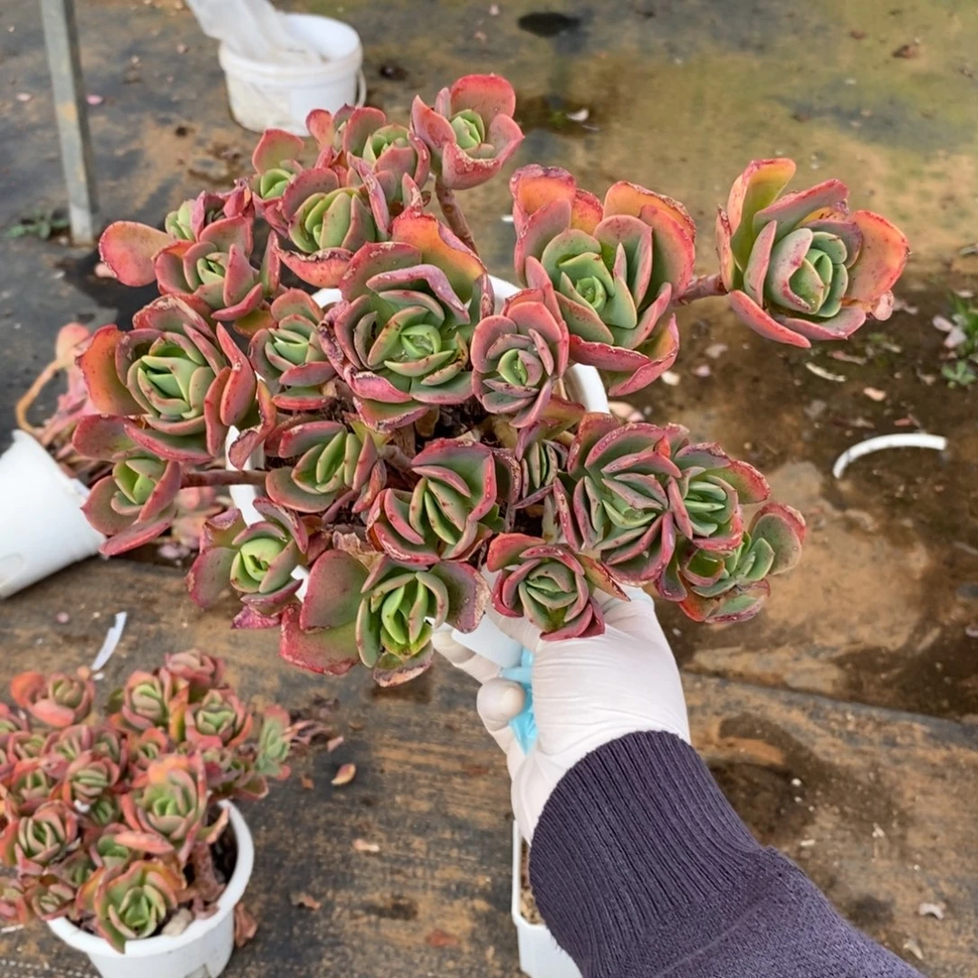 4110克里斯丁一物一拍