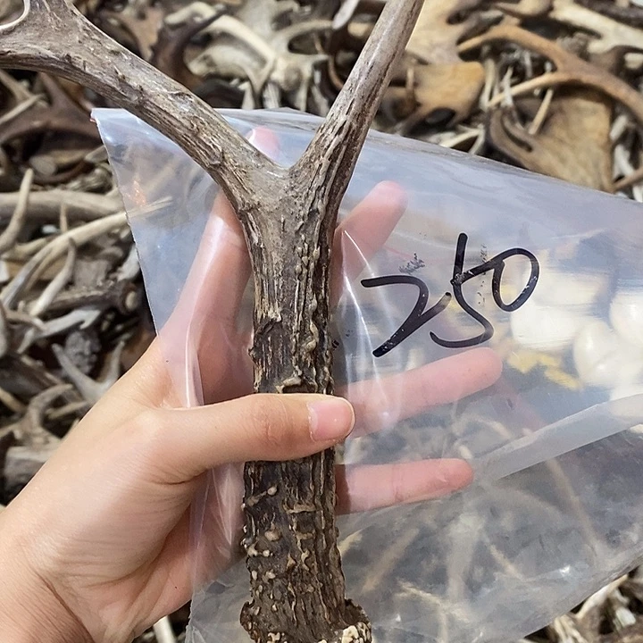 鹿角鹿角鹿角鹿角鹿角鹿