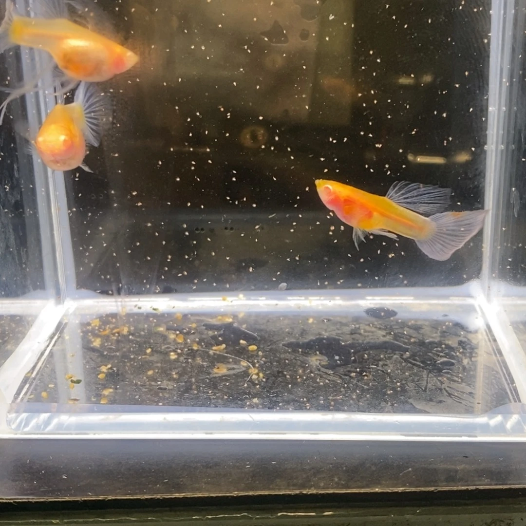 孔雀鱼蓝白玻璃猫短球c白子一对加1
