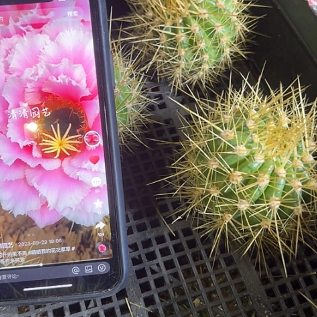 【闪购商品】醉美侧牙