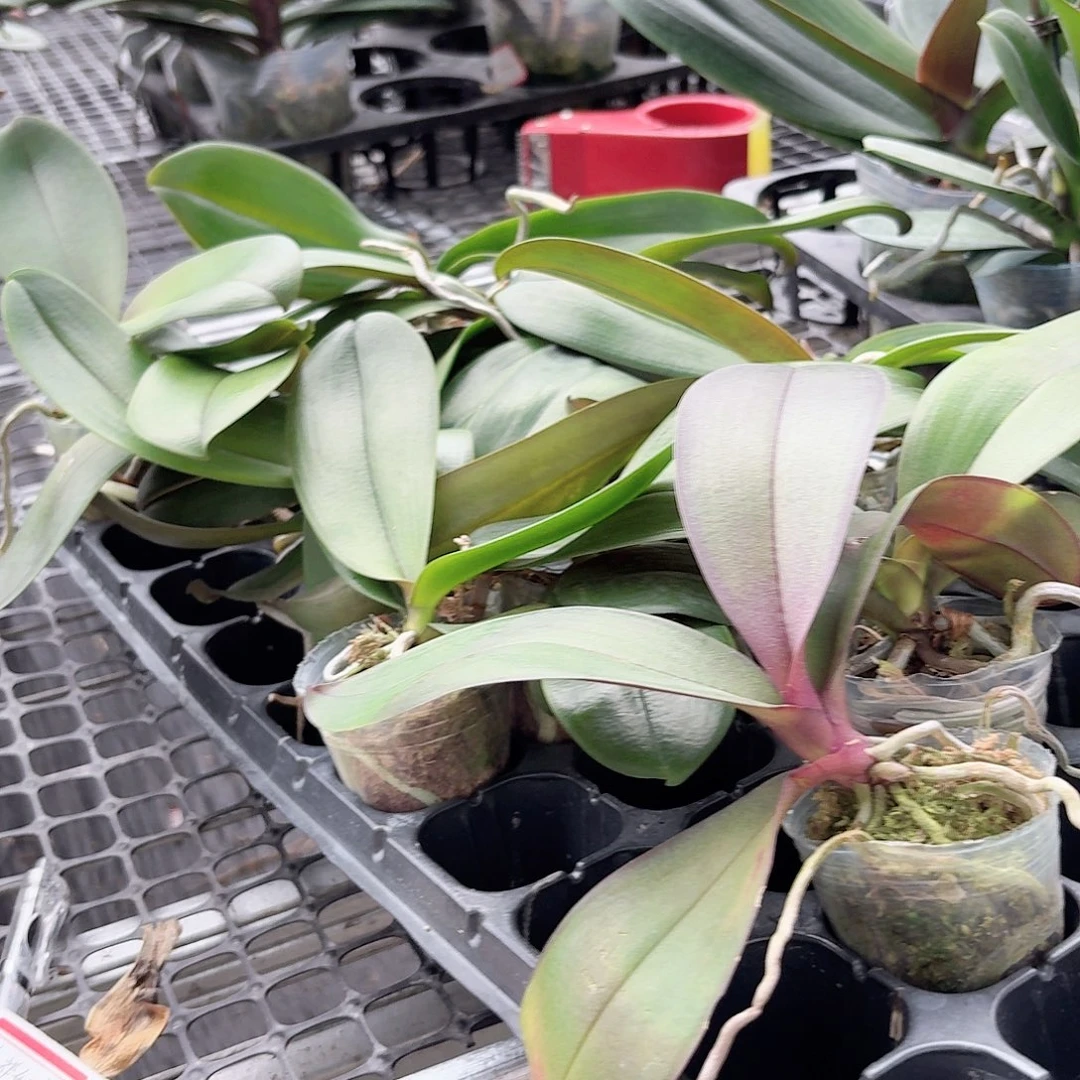 .***分无花朵小盆蝴蝶兰4颗