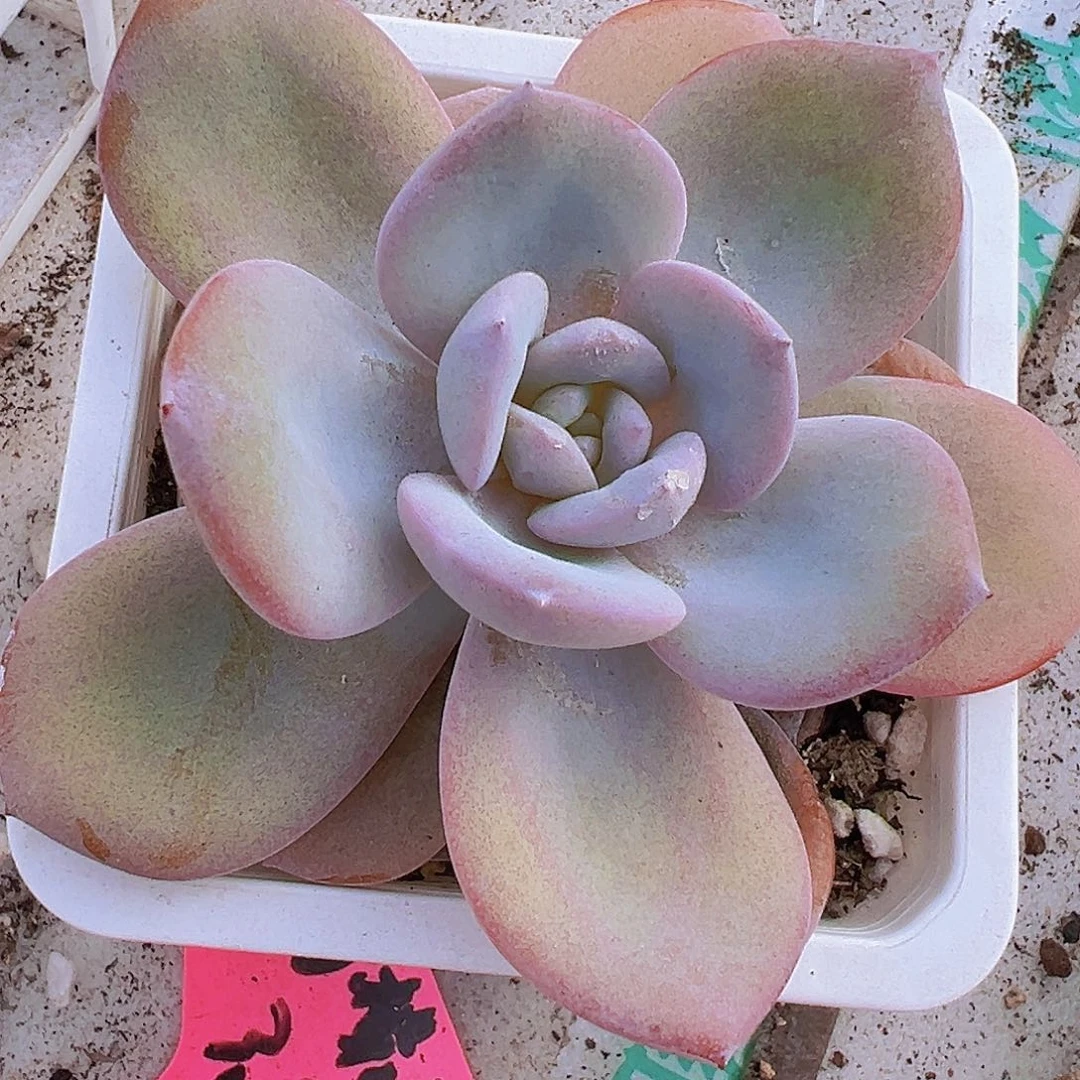 大单头奶茶19包邮多肉