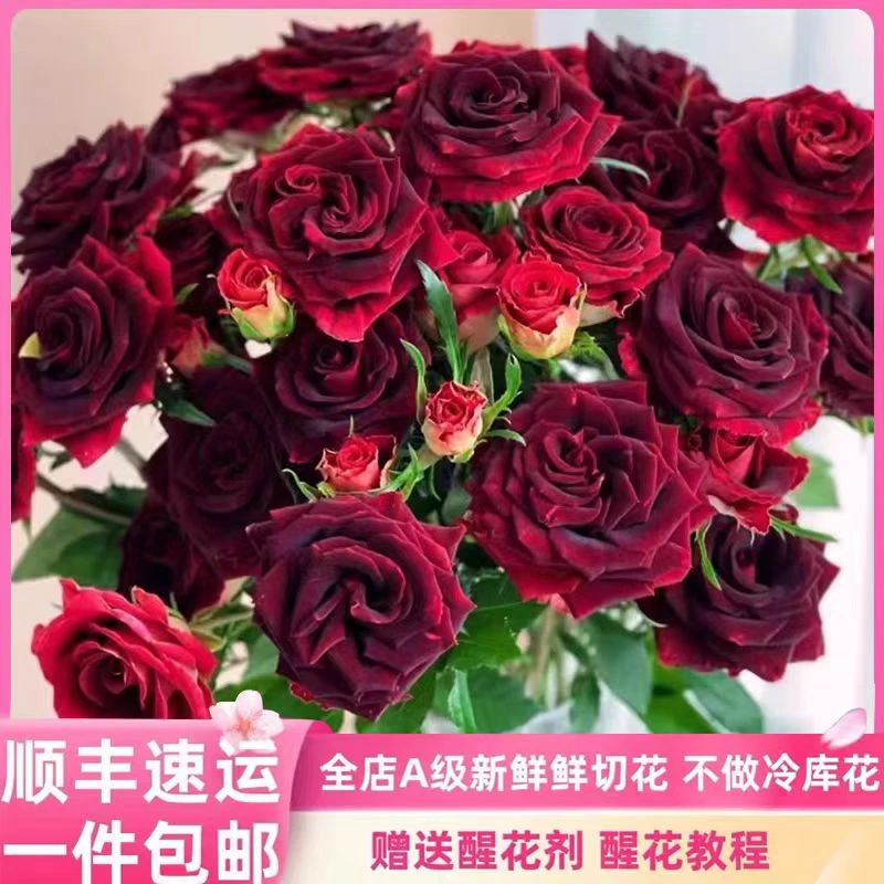 【A级紫罗兰多头玫瑰】高端稀有玫瑰花 紫罗兰泡泡玫瑰鲜花